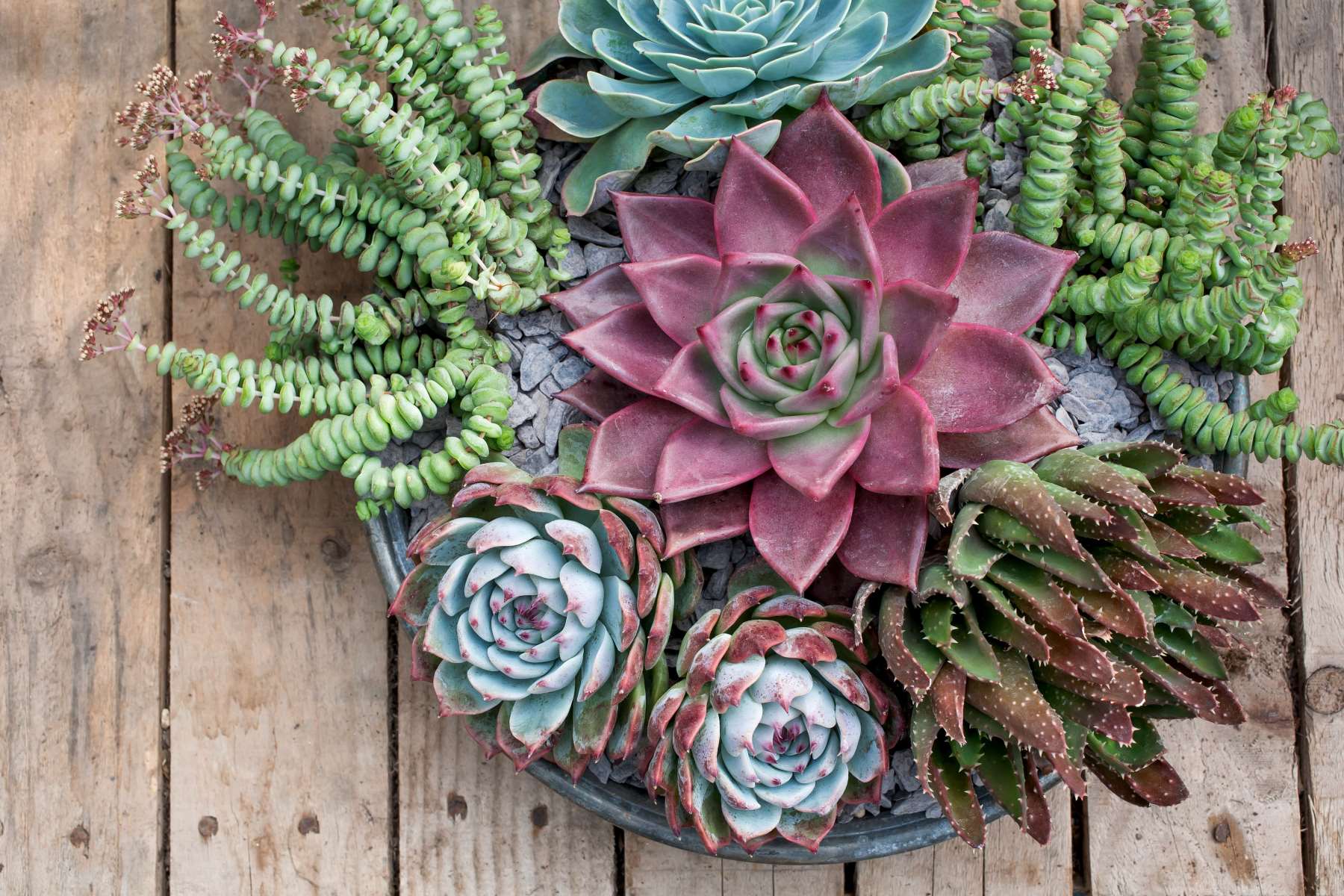 How To Plant Succulents In Pots Without Drainage