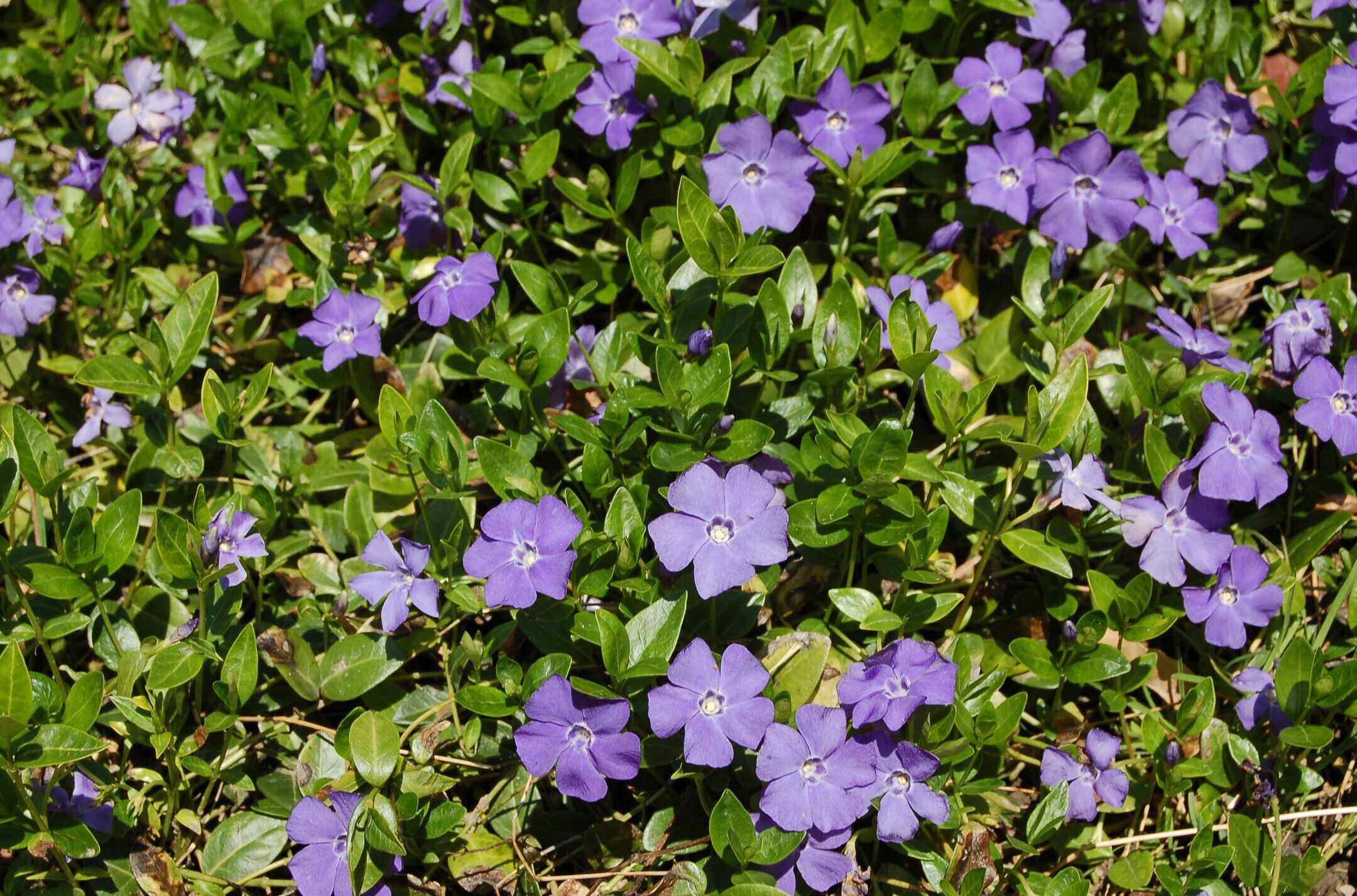 thumbnail image 2 of 6 Variegated Vinca Vine Live Starter Plants – Indoor/Outdoor, Trailing Ground Cover, Pet Safe 2 of 5