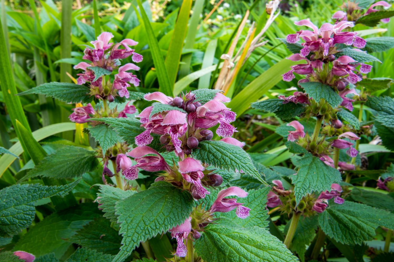 How To Plant Wild Lamium Ground Cover | Storables