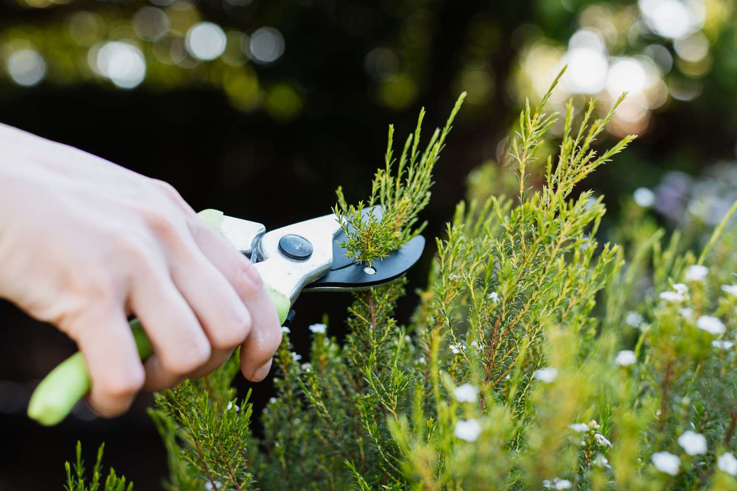 How To Prune Evergreen Ground Cover