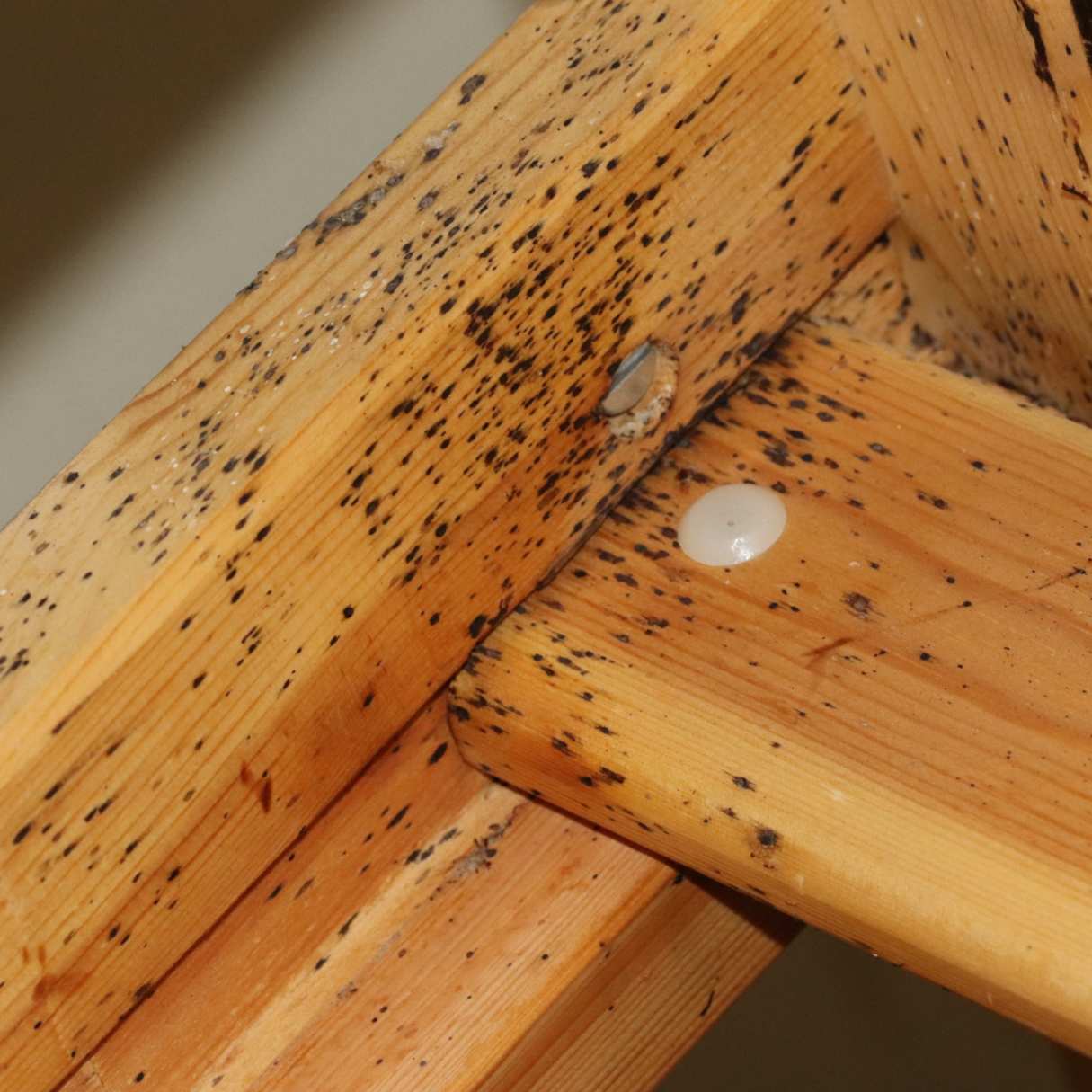 How To Remove Bed Bugs From A Bed Frame