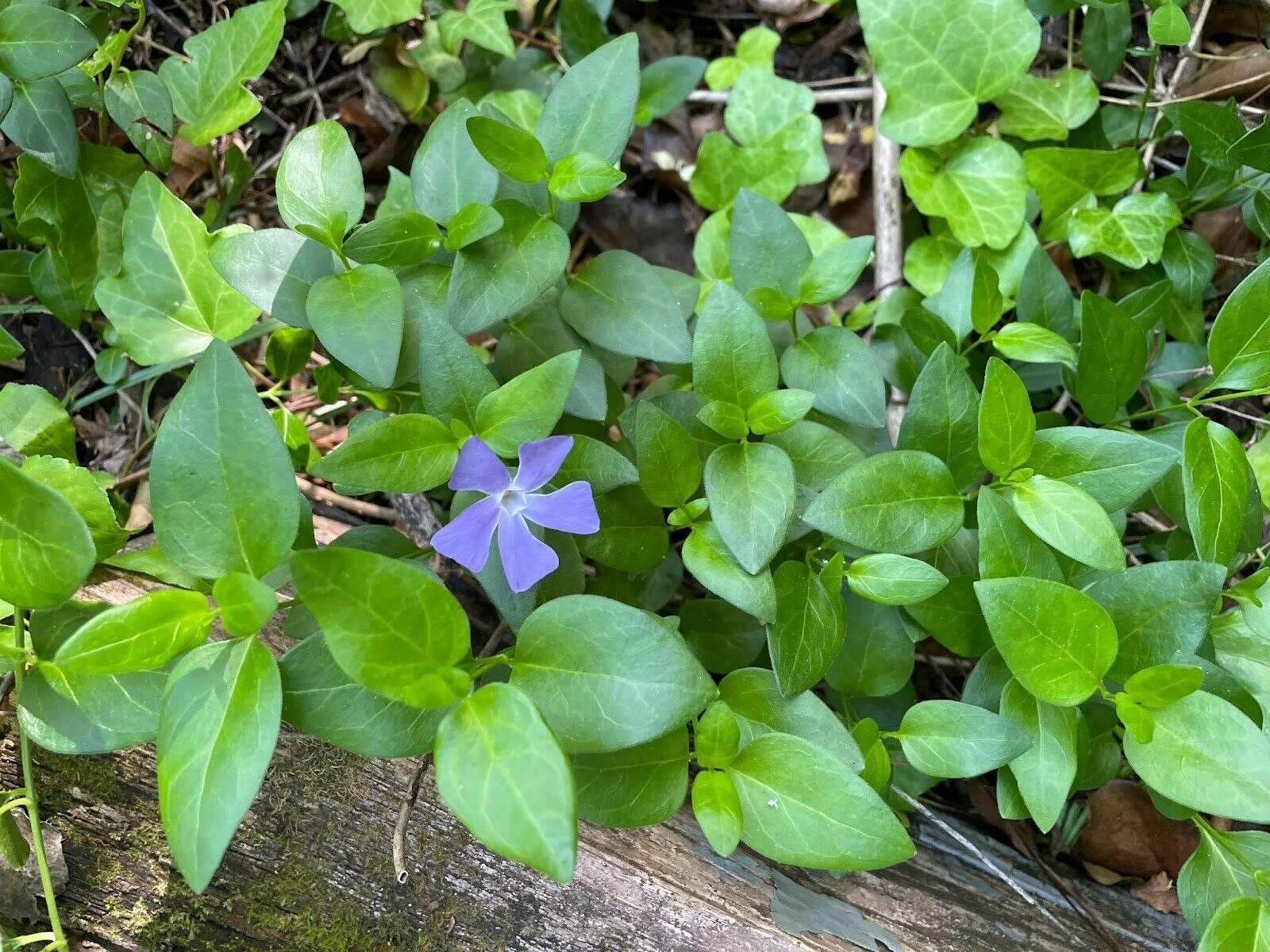 How To Remove Periwinkle Ground Cover