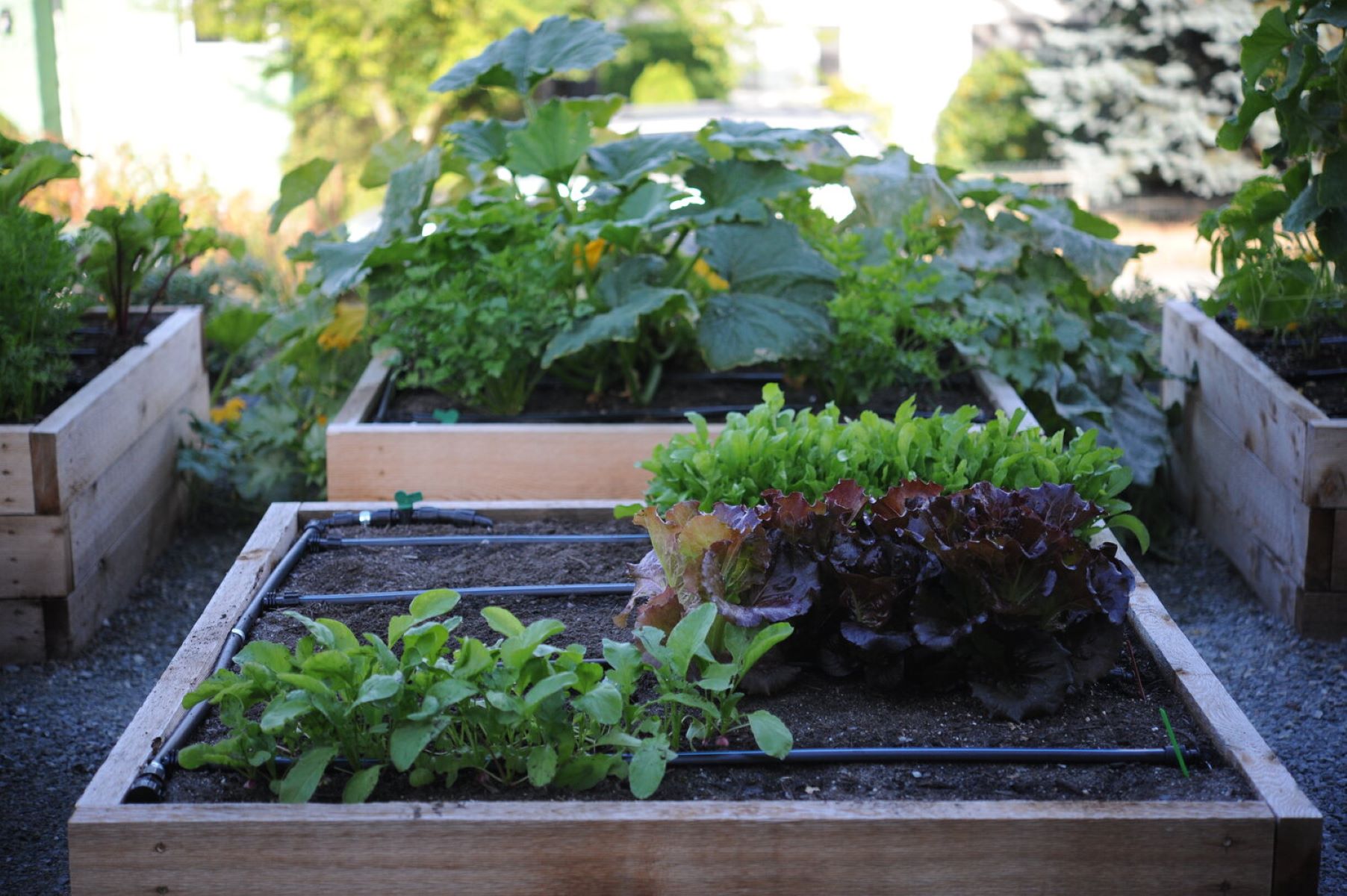 Self-Watering Gardens: Set up for Success in 4 Steps – LifeSpace Gardens