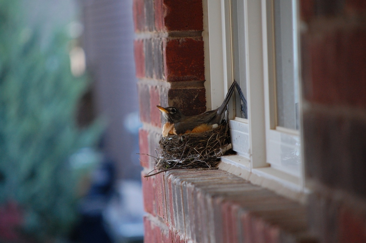 How To Stop Birds Building Nests On Your House