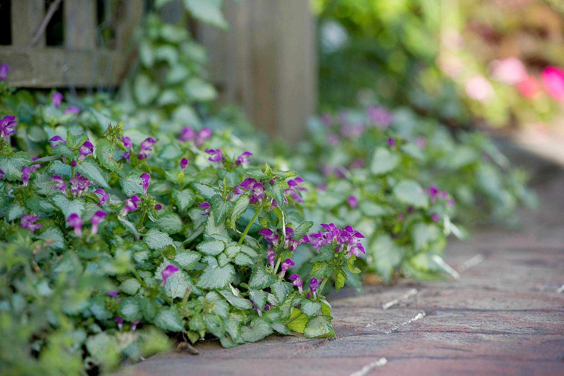 How To Stop Ground Cover From Spreading