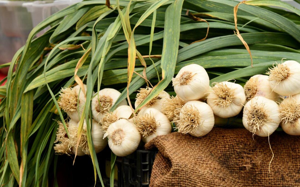 How To Store Fresh Garlic From The Garden