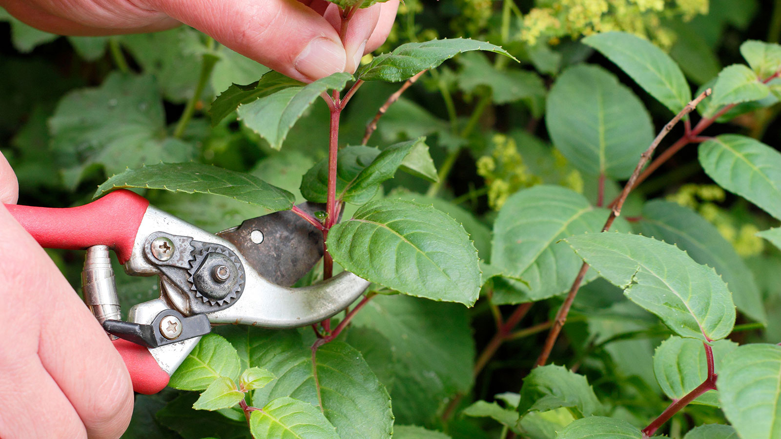 How To Take Cuttings From Ground Cover