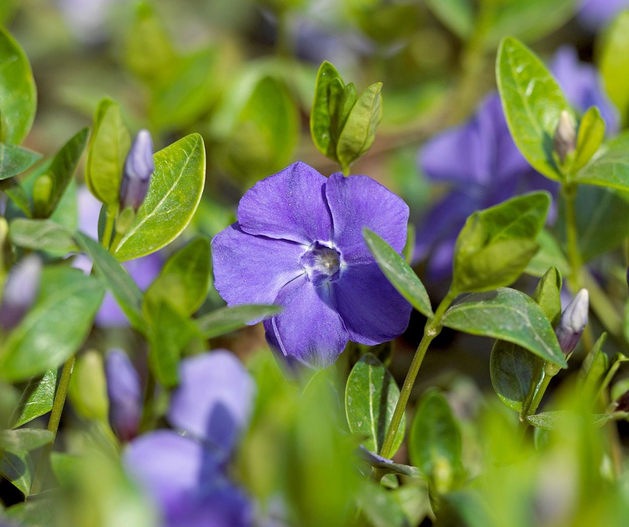 How To Transplant Periwinkle Ground Cover
