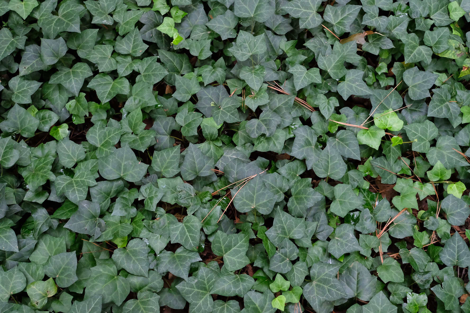 How To Trim Ivy Ground Cover