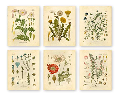 Ink Inc Botanical Prints