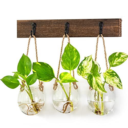 Ivolador Hanging Glass Terrarium Planter for Hydroponic Plants