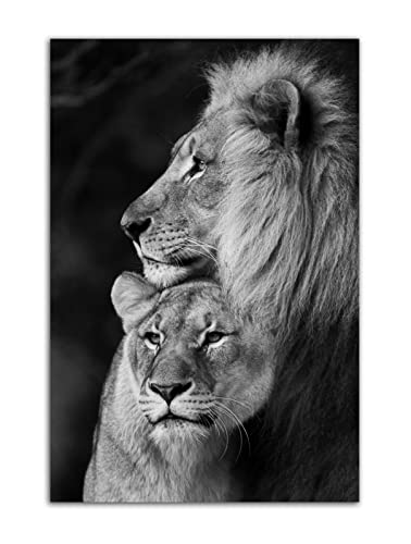 Lion and Lioness Hug Poster