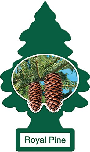 LITTLE TREES Car Air Freshener | Royal Pine | 12 Pack