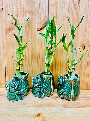 Lucky Bamboo in Ceramic Elephant Vase
