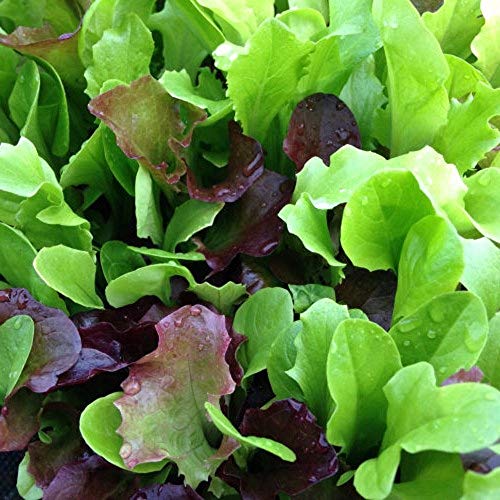 Country Creek Acres Mesclun Mix Lettuce Seeds - 100 Count Non-GMO Seed Pack