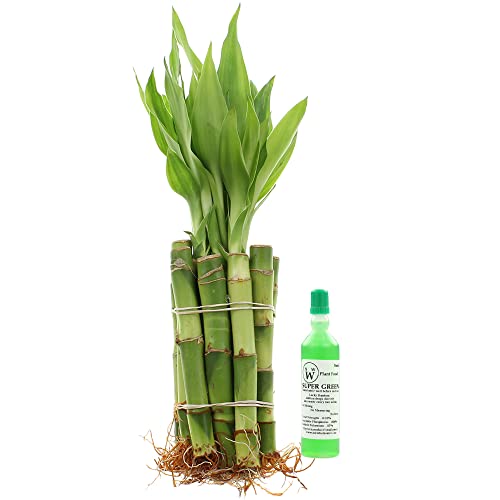 NW Wholesaler Lucky Bamboo 4" Straight Stalks w/Free Fertilizer (10)