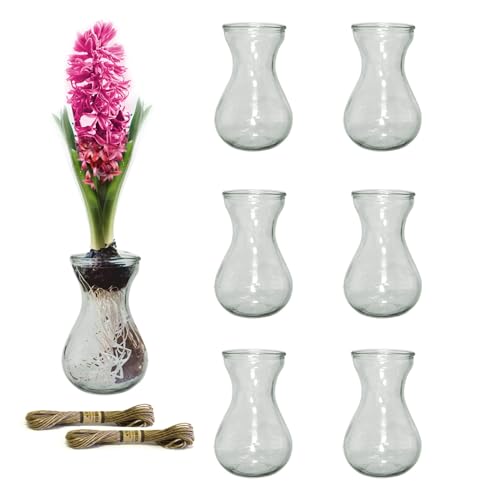 Paisener Set of 6 Clear Glass Bulb Vases for Hyacinth Bulbs