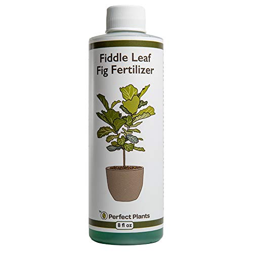 Premium 8oz Liquid Fiddle Leaf Fig Fertilizer for Big Healthy Leaves