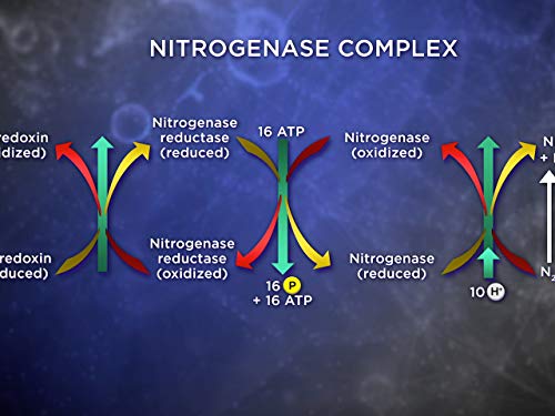 Recycling Nitrogen: Amino Acids, Nucleotides