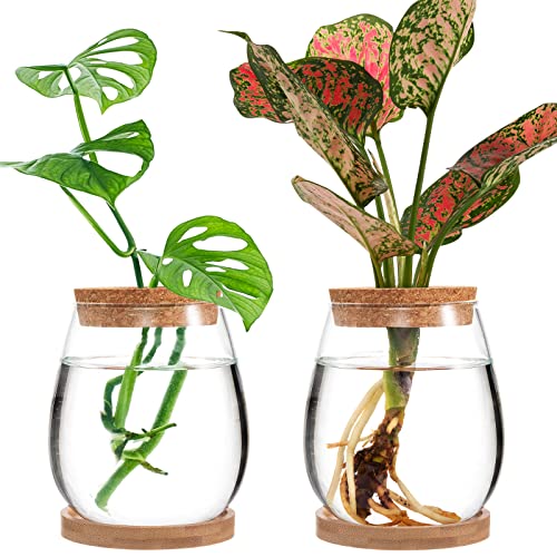 Separated Desktop Plant Terrarium