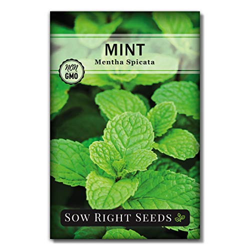 Sow Right Seeds - Mint Seed for Planting