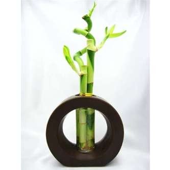 Spiral Lucky Bamboo with Ceramic Vase