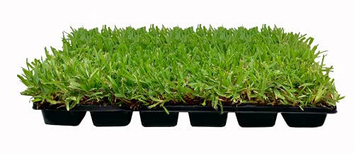 St. Augustine Palmetto Grass Plugs