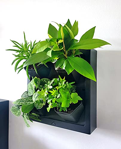 Steady Home Self-Watering Wall Planter: Create Your Vertical Garden