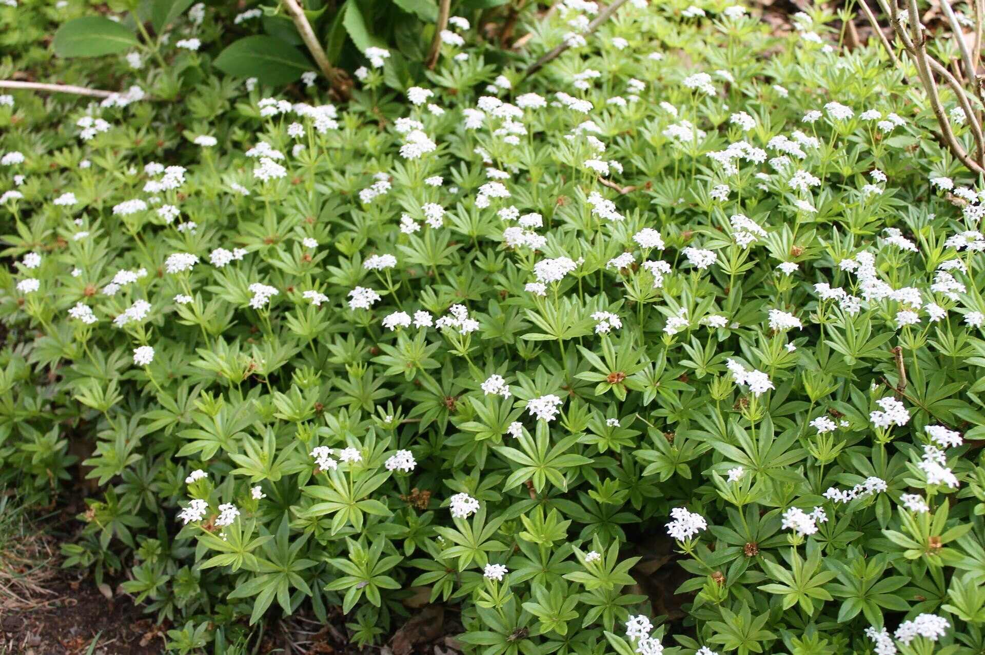 Sweet Woodruff: How To Grow Ground Cover