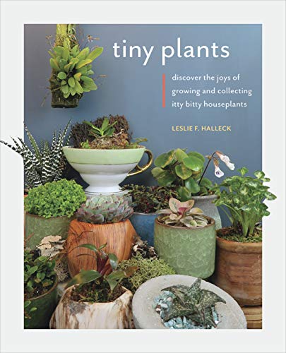 Tiny Plants: A Guide to Itty-Bitty Houseplants