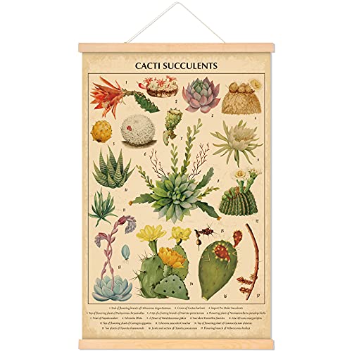 Vintage Cacti Succulents Poster