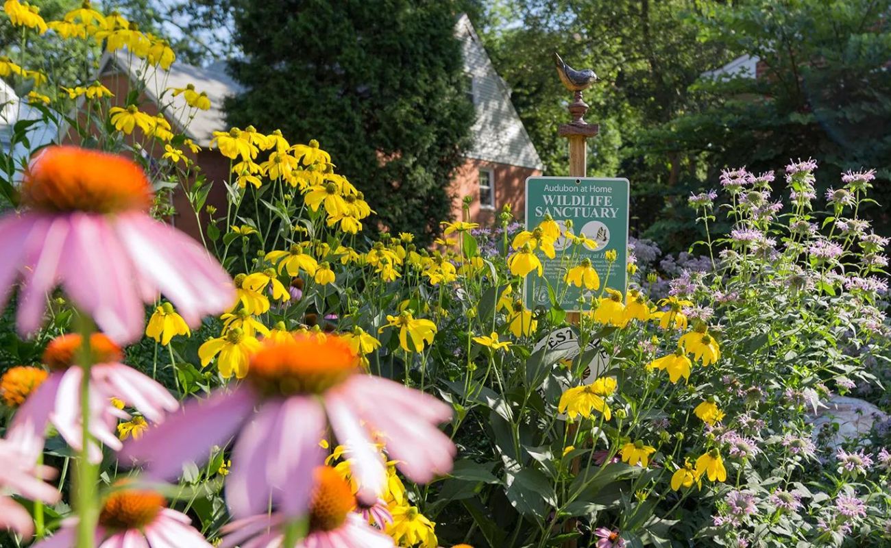 What Are The Benefits Of Landscaping With Native Plants?