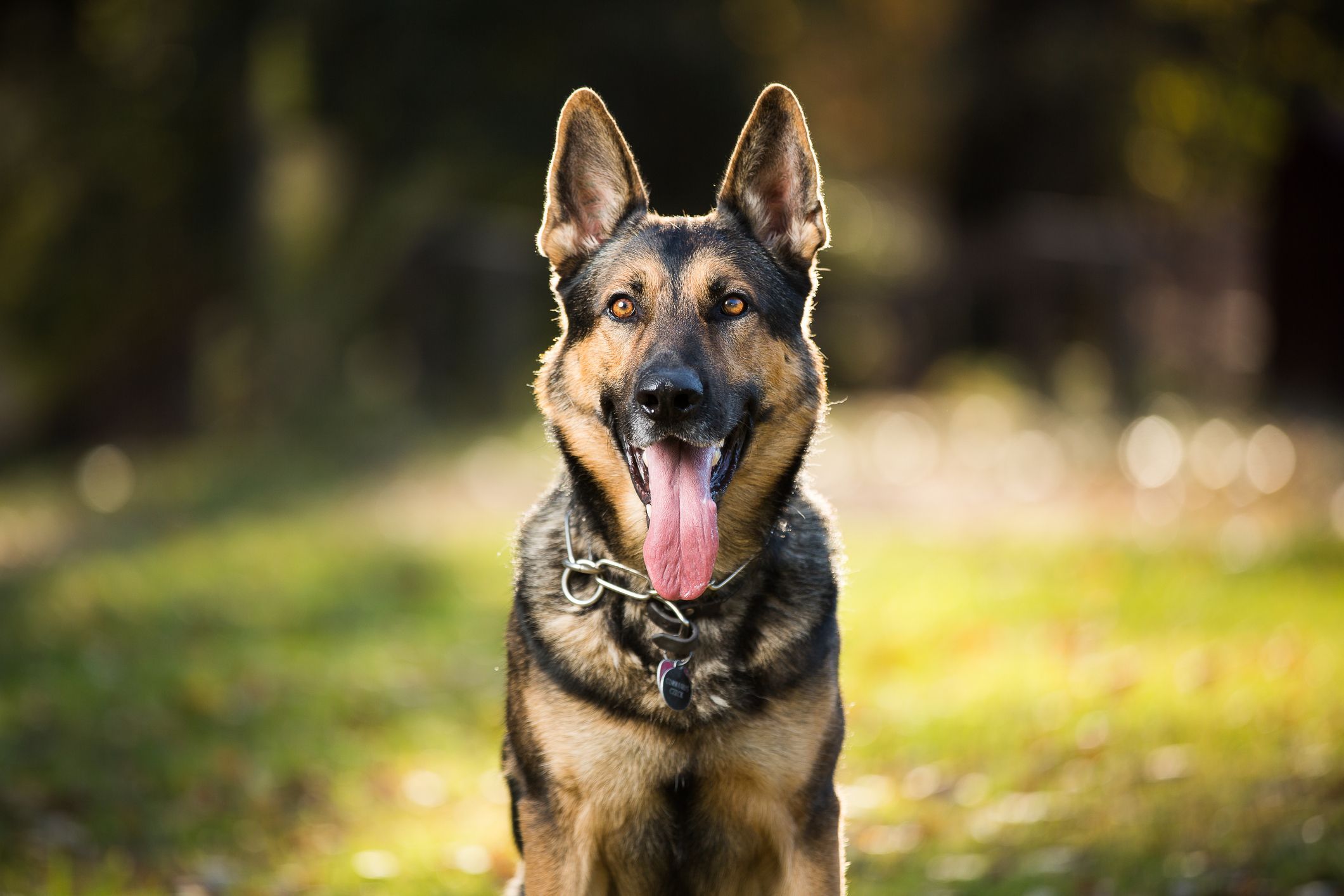 What Are The Best Dog Breeds For Home Protection