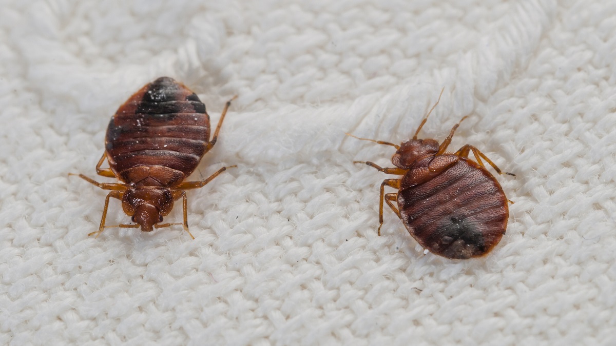 What Color Are Bed Bugs