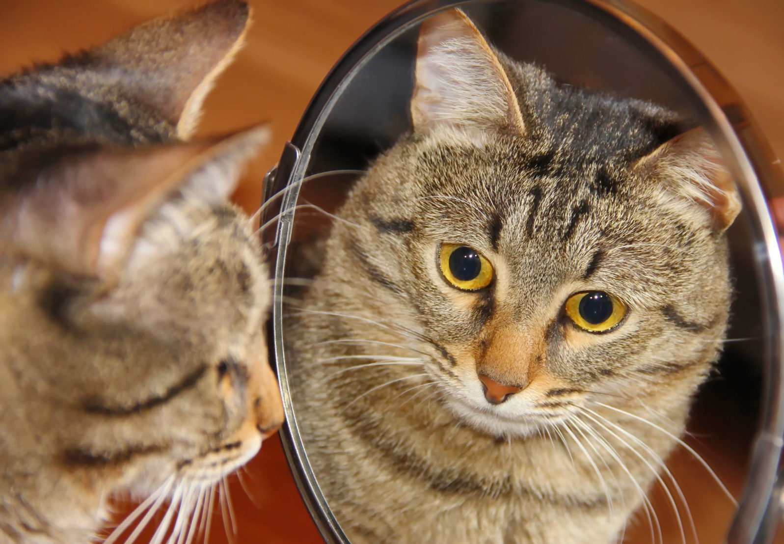 What Do Cats Think About Mirrors