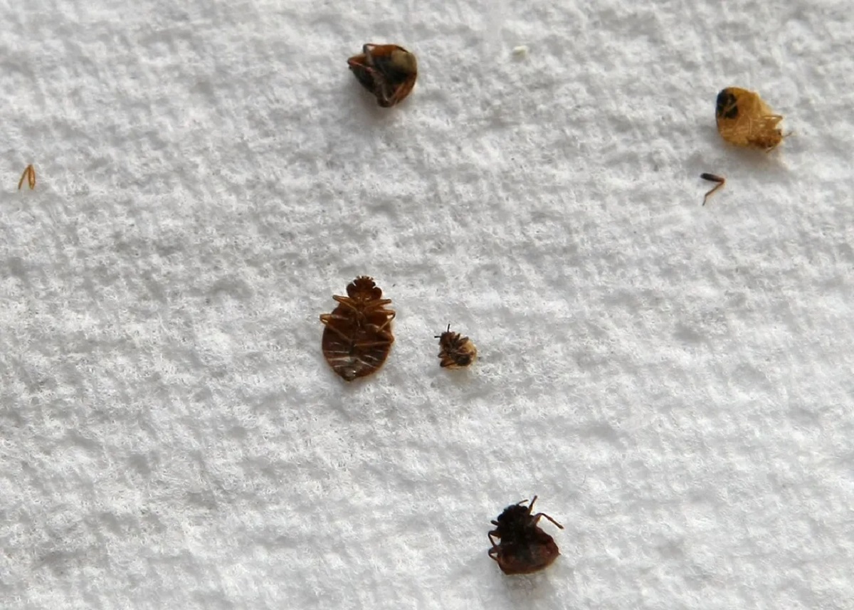What Does A Dead Bed Bug Look Like