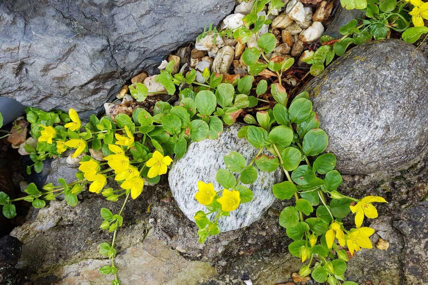 What Does Creeping Jenny Look Like As Ground Cover