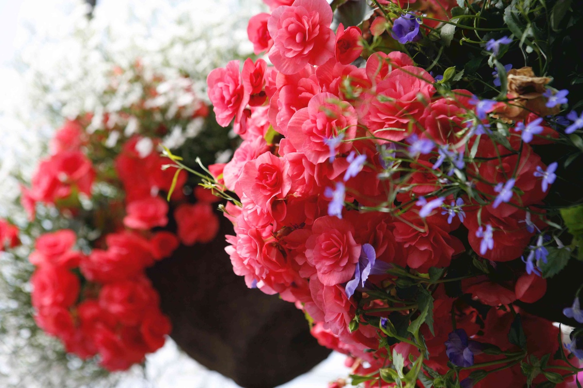 What Flowers Are Good For Hanging Baskets