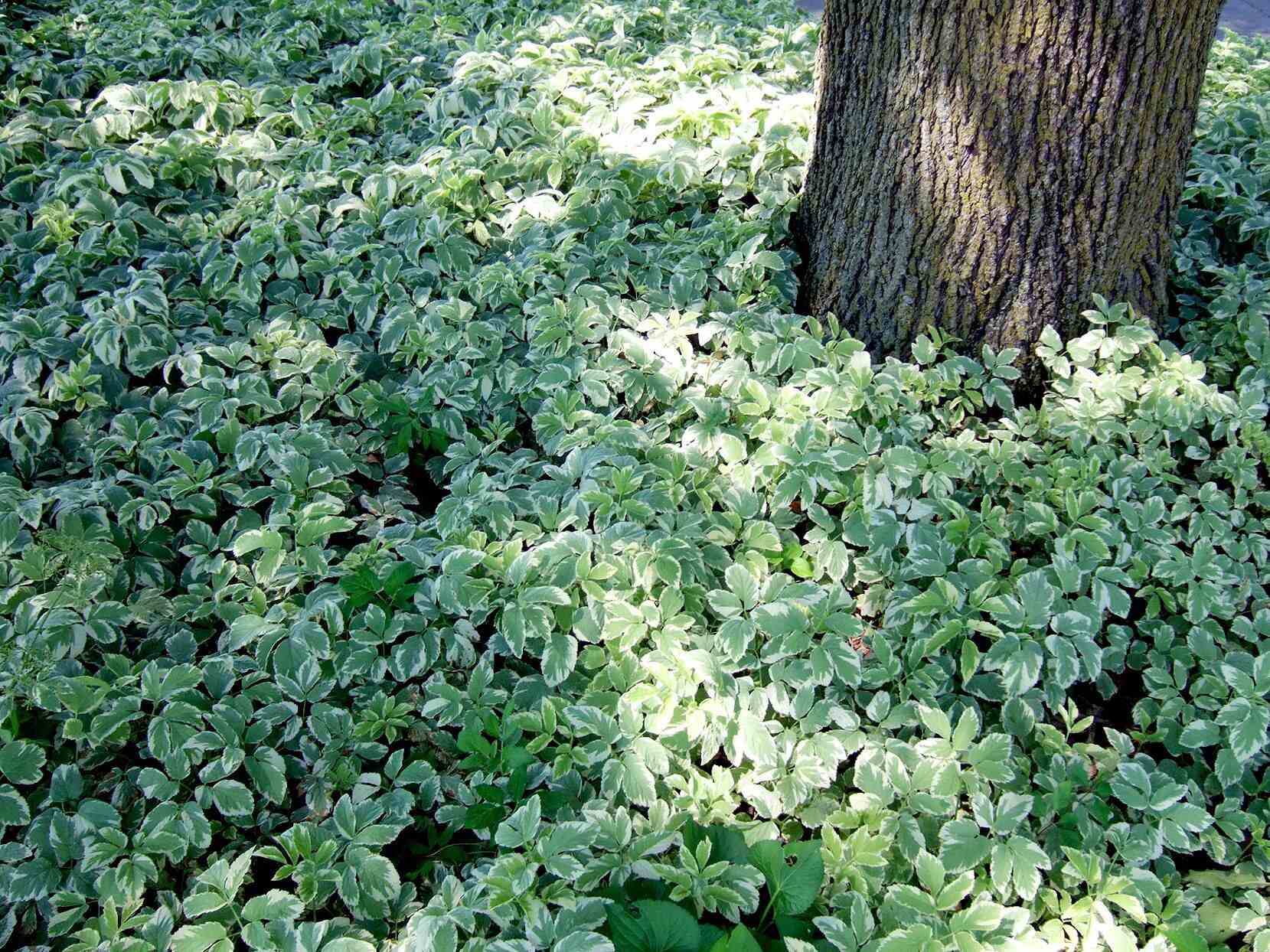 What Ground Cover Grows Under Pine Trees