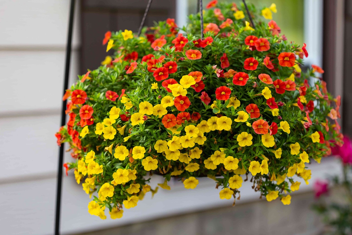 What Hanging Baskets Do Well In Full Sun