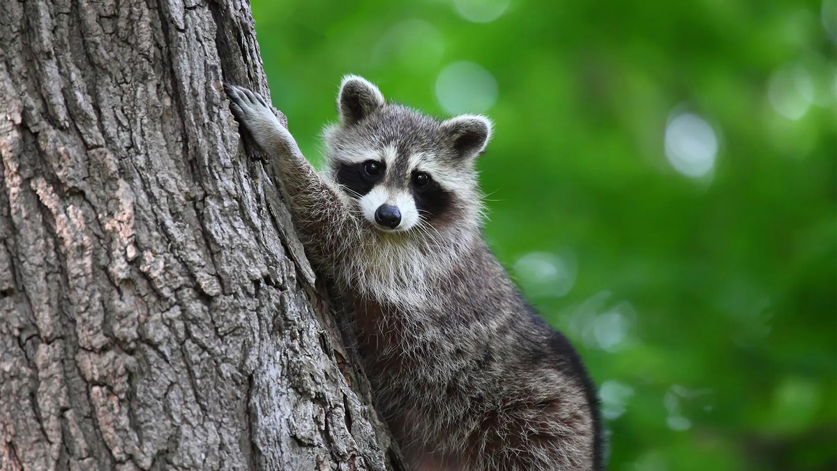 What Happens If You Pepper Spray A Raccoon