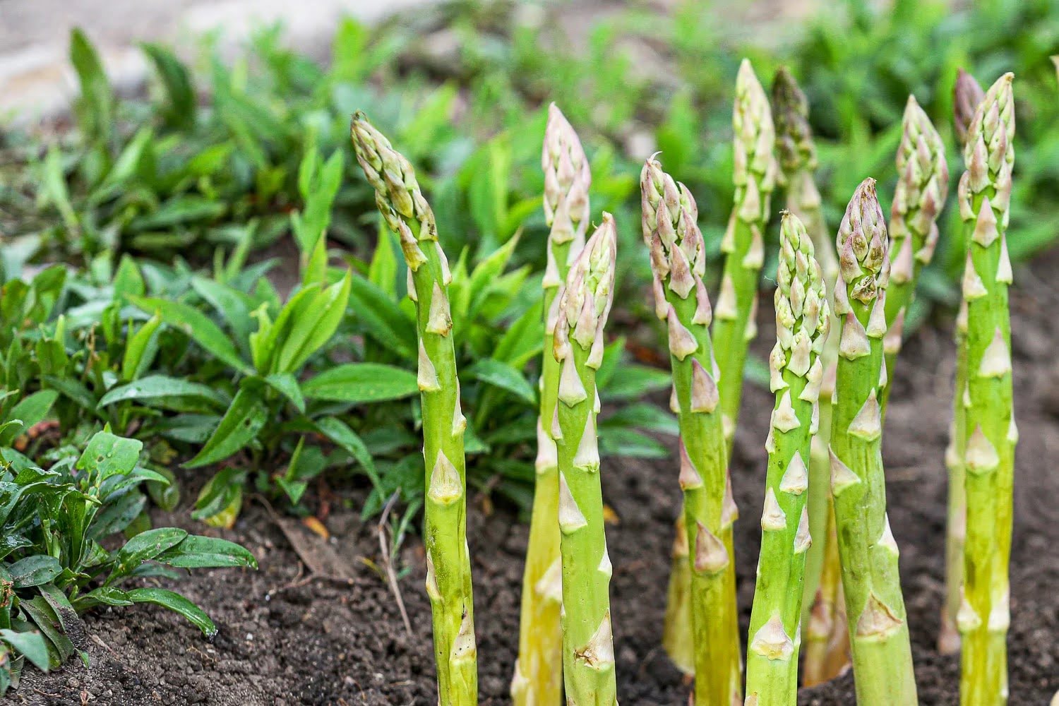 What Is A Good Ground Cover For Asparagus