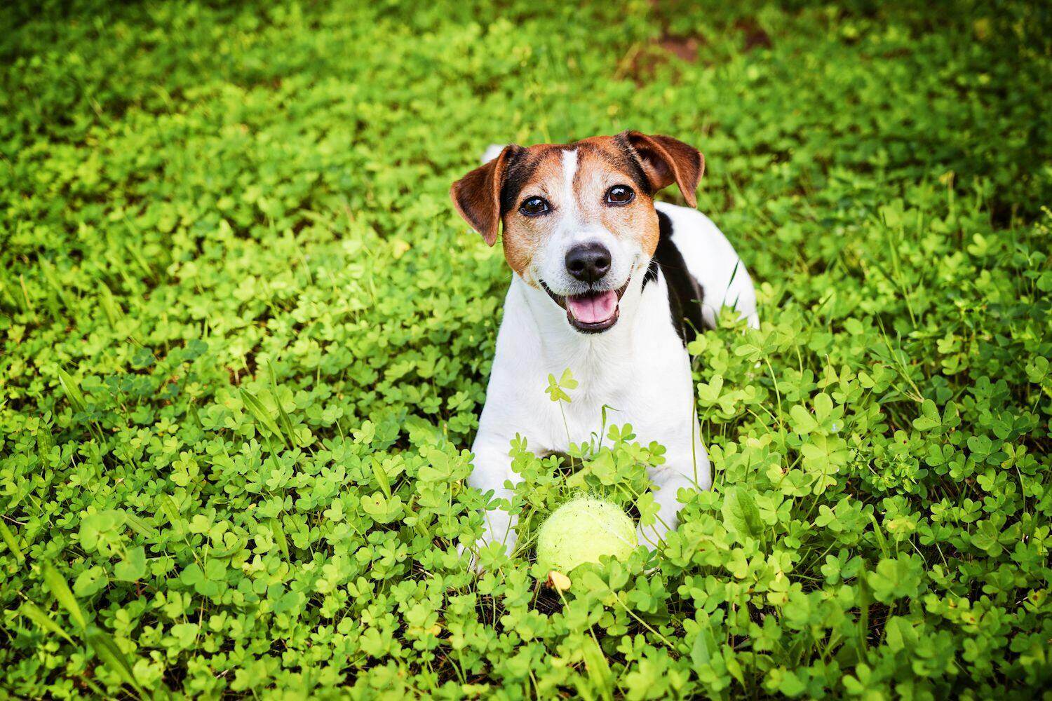 What Is A Good Ground Cover For Dogs