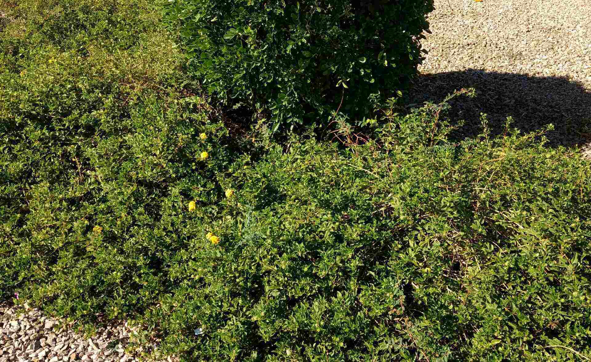 What Is A Good Ground Cover In AZ