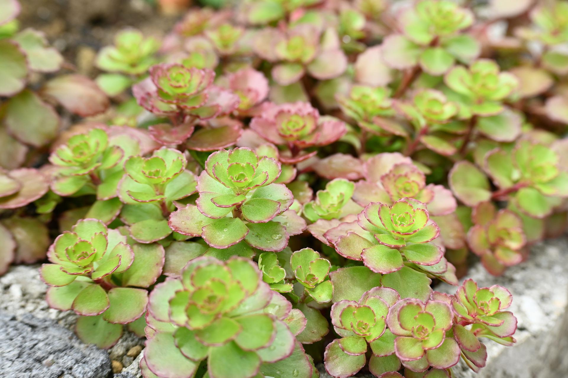 What Is A Ground Cover Plant