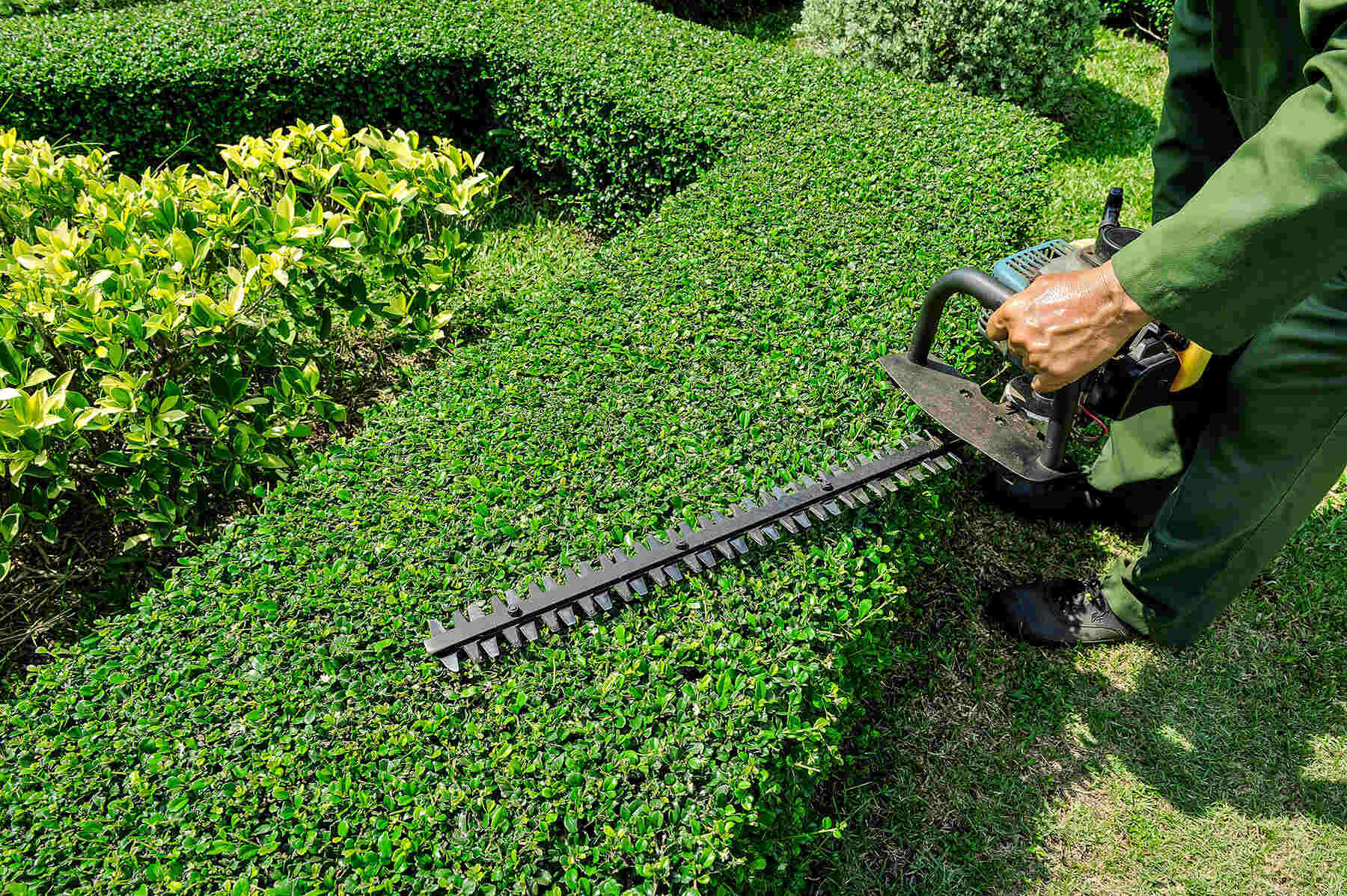 What Is Pruning In Landscaping
