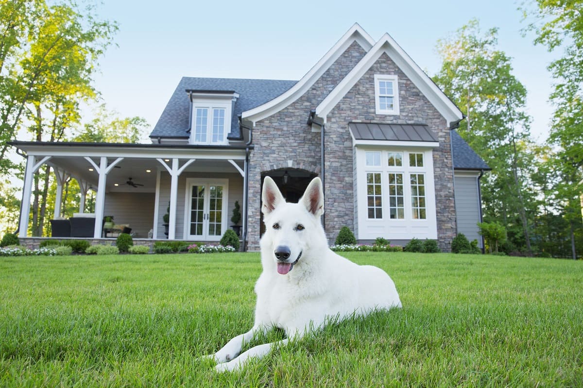 What Is The Best Dog For Home Defense