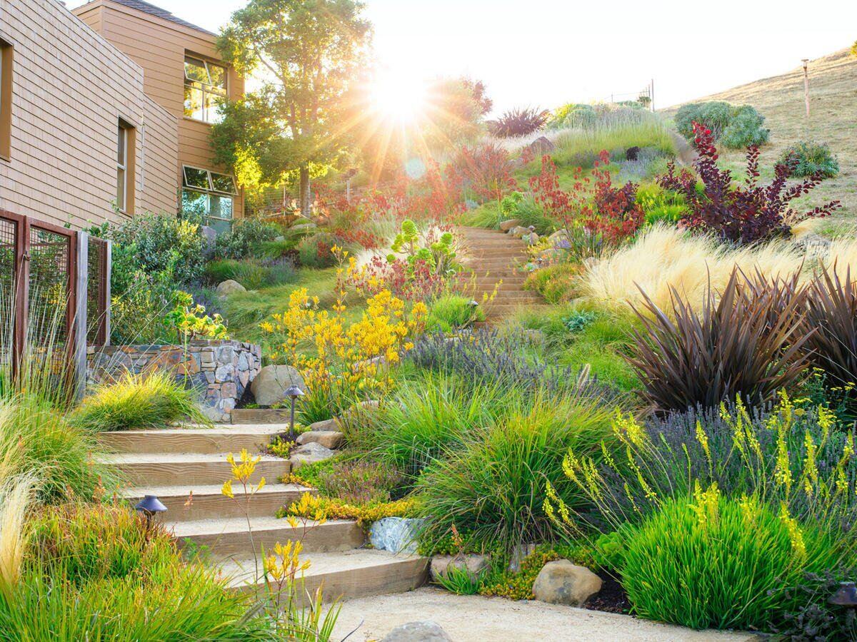 What Is The Best Drought Tolerant Ground Cover
