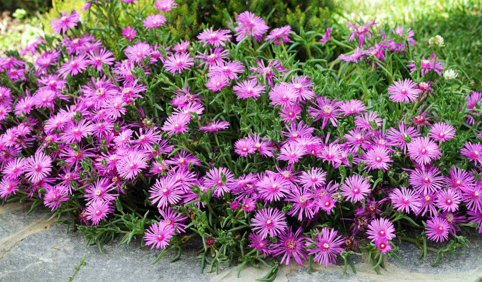 What Is The Best Flowering Ground Cover