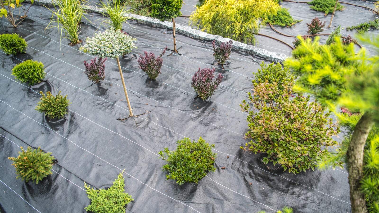 What Is The Best Landscaping Fabric To Prevent Weeds Storables